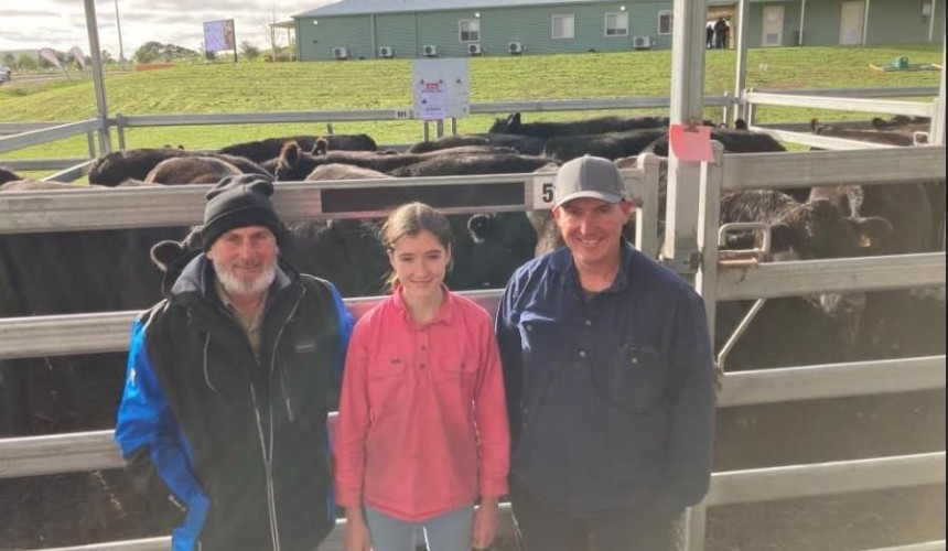 Little change again in strong Ballarat store cattle prices