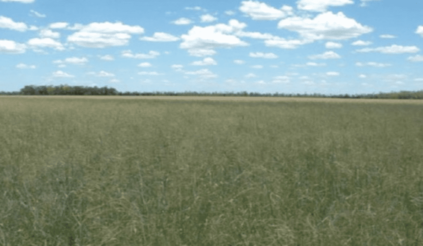 Packhorse acquires 10,000ha Moolon Downs aggregation