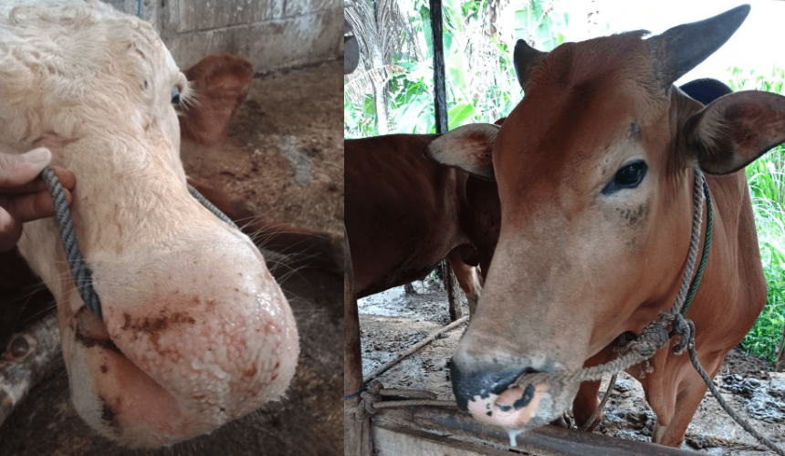 Foot and Mouth Disease reported in Indonesia