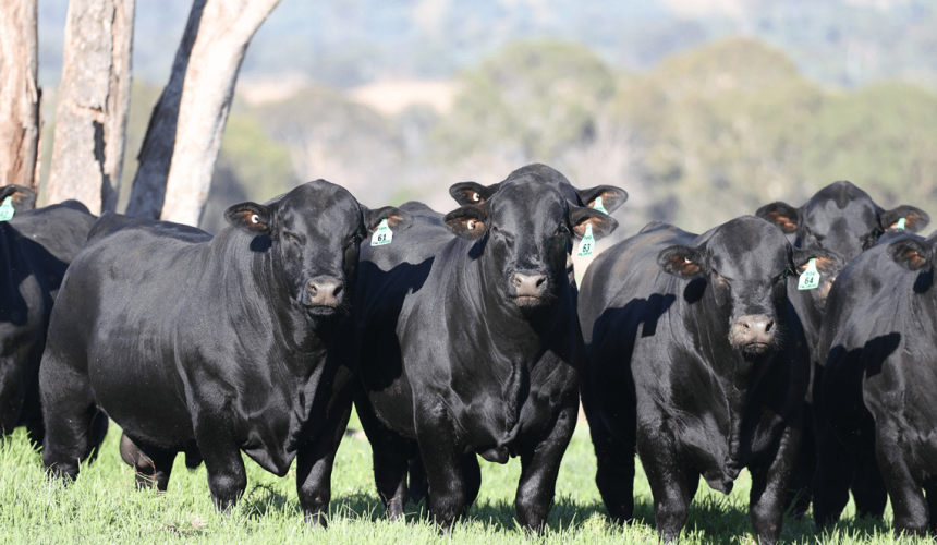 Bull breeders first to embrace new Immune Ready vaccination platform