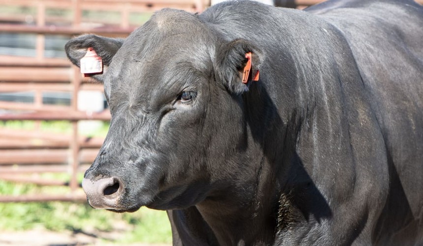Weekly genetics review: An exciting spring sale season ahead