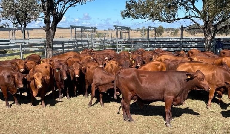 Buyer hesitancy evident in 19,076 head online offering