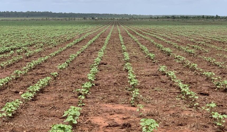 NSW interests swoop on NT cotton cropping opportunity