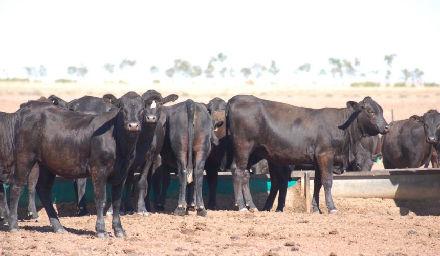 Historic Avon Downs on the Barkly celebrates 100 years under AA Co management