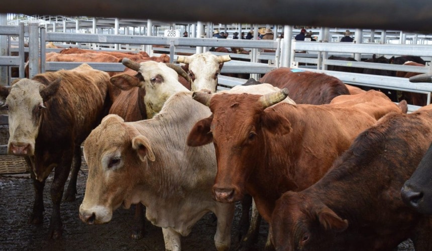 Dubbo producers expecting big Spring after a wet start to 2022