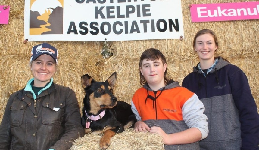 Working dogs hit $27,000, average almost $9000 at Casterton auction