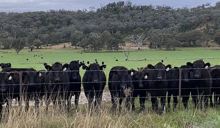 Autumn drenching makes for mixed bag of fodder crops