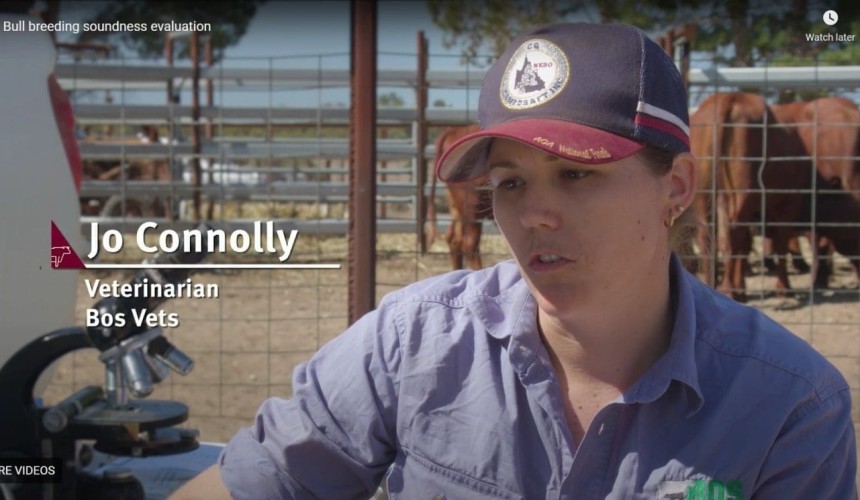 Bull Breeding Soundness Evaluations: a producer’s best investment insurance + VIDEO