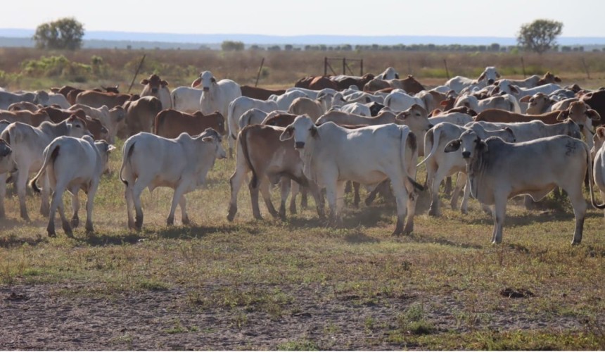 Smart cattle trades 2024: Southern producer turns over thousands of heifers