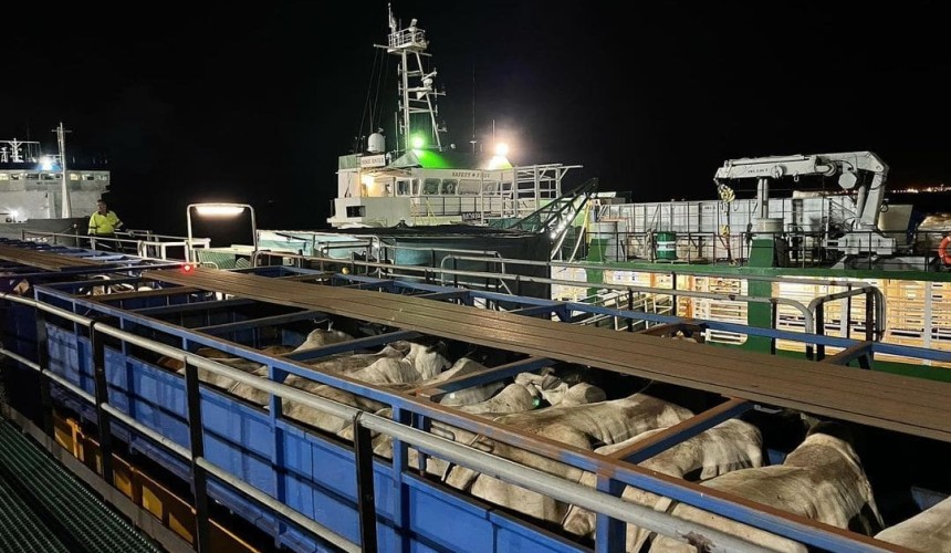 May cattle exports near 60,000 head