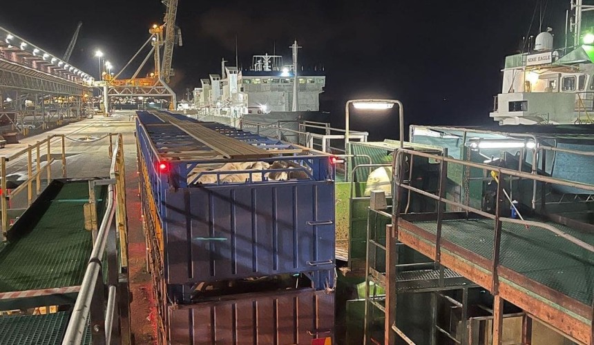 60,451 cattle exported in September