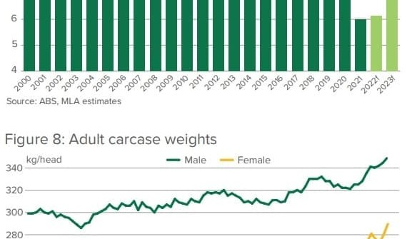 Mid-year projections: National herd rebuild to advance and mature following strong seasons