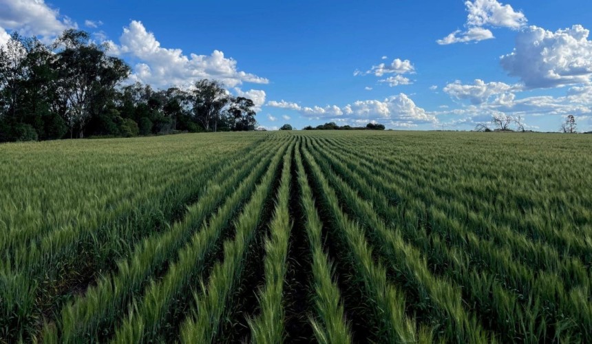 Faulkner Farming starts operations on Shenhua’s former Liverpool Plains coal mine site