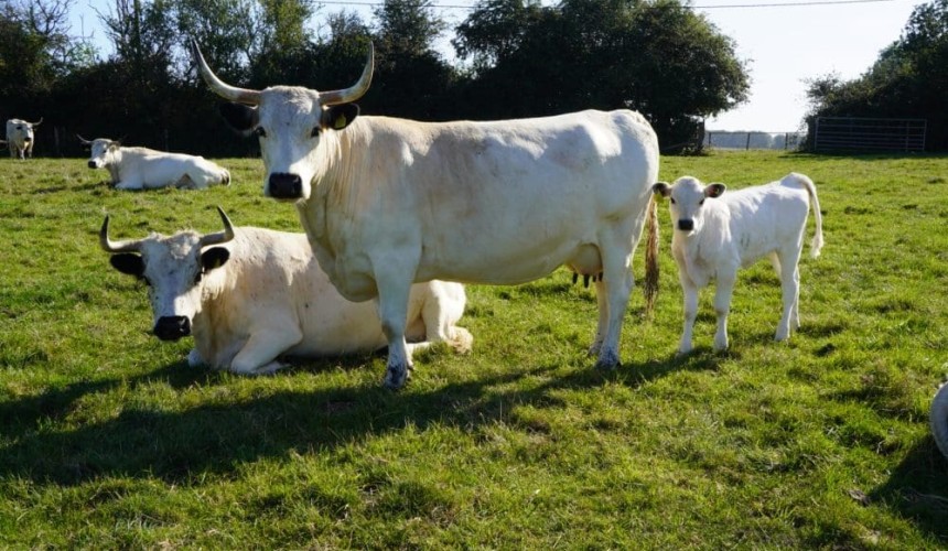 BSE: A new culprit beyond prions comes into focus
