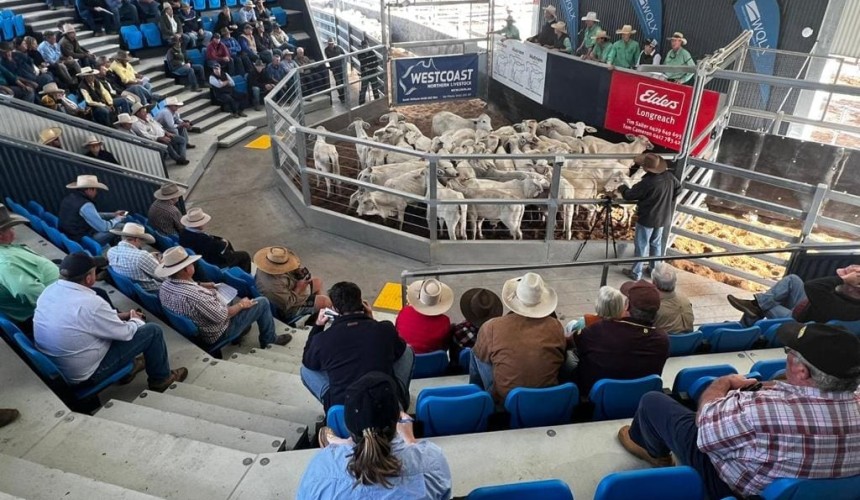 Steers top 800c at first Longreach store sale in nine years