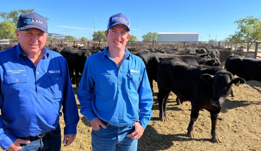 Large organic steer line peaks at 558c/kg at Longreach