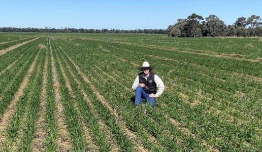 Feedgrain Focus: Prices moves mixed and moderate