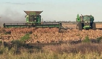 Feedgrain Focus: Southern cereals ease, north holds