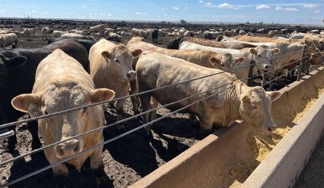 Devastating US drought has strong implications for Australian beef industry + VIDEO