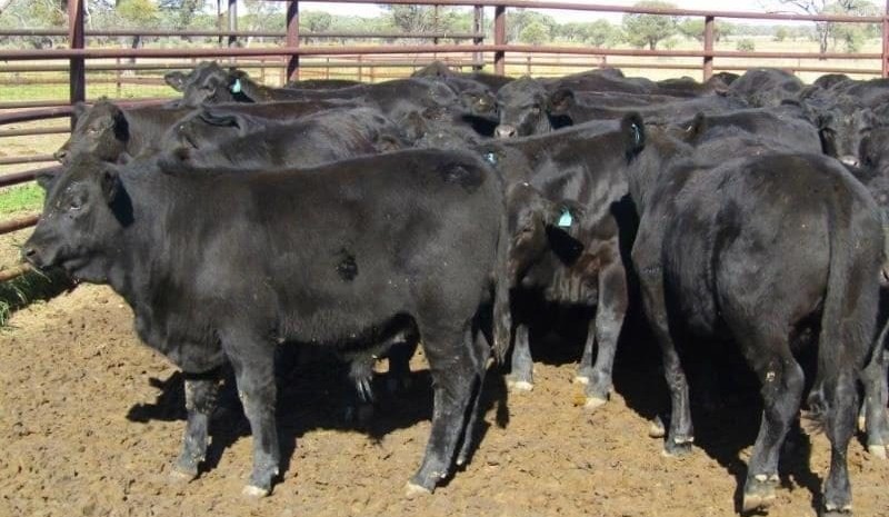 Red ink almost everywhere in 12,387 head AuctionsPlus offering