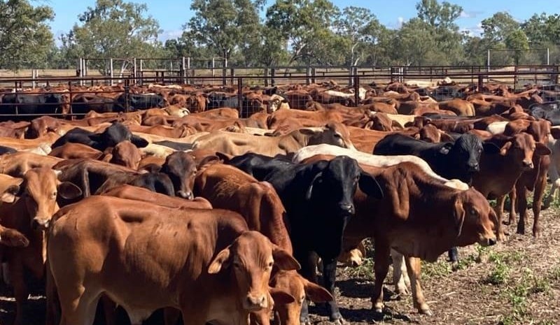 Another tough week in online cattle trading