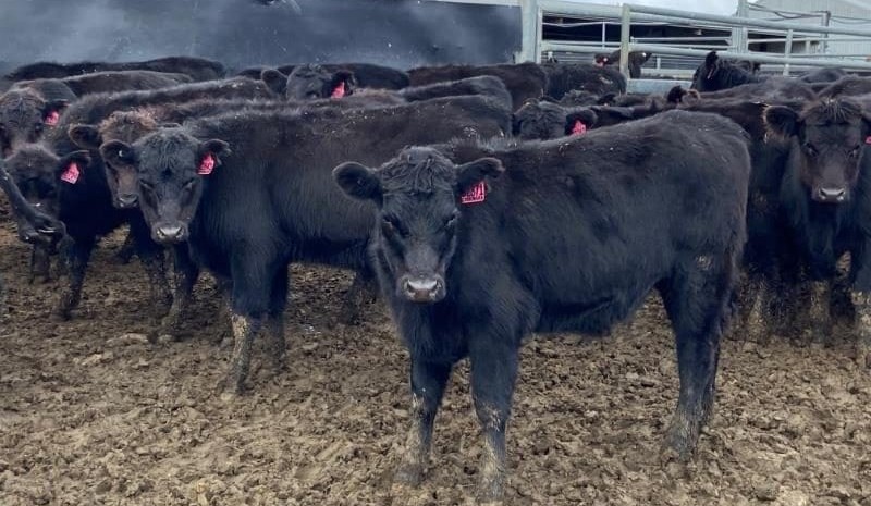 Offerings down 31pc on AuctionsPlus