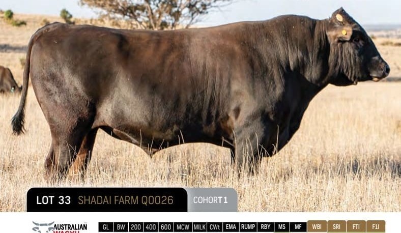 Wagyu Progeny Test Program genetics tender closes Friday
