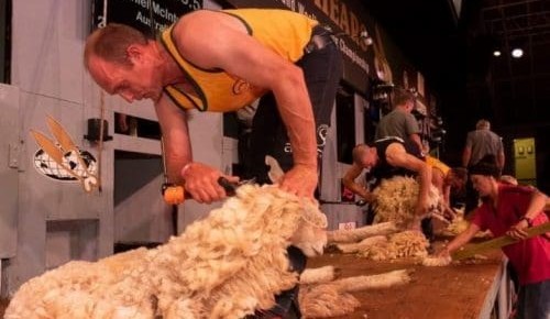 Late cattleman’s escapade prompts Mexican shearer proposal
