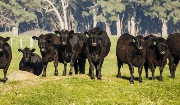 Government releases draft of long-awaited carbon methodology