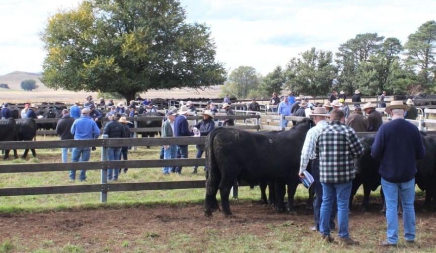 Weekly genetics review: Preparation key to successful Autumn 2023 bull purchases