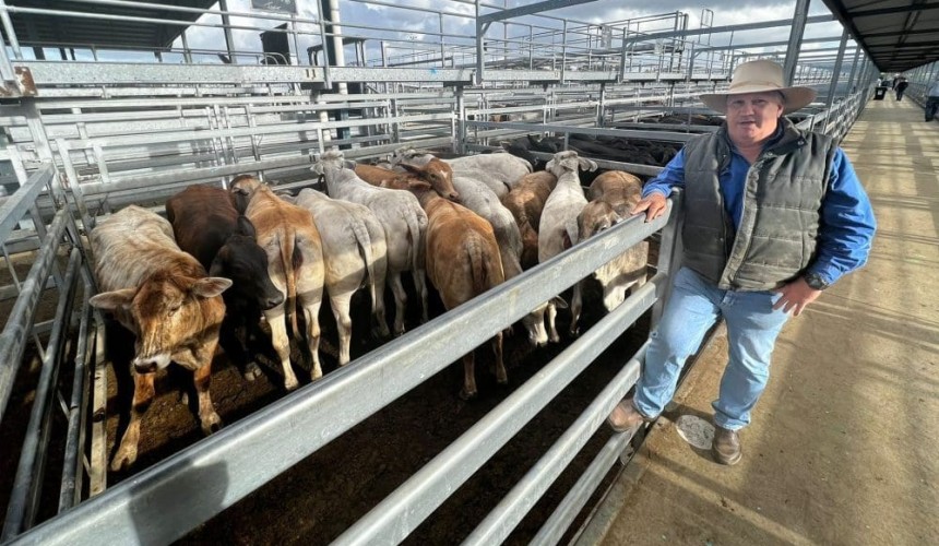 Weaners to 644c/kg at Gracemere