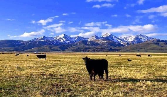 US cattle inventory at historic low, but herd recovery still in holding pattern