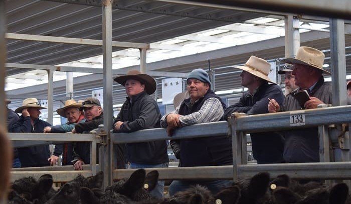 Is the latest cattle price drop cause for concern?