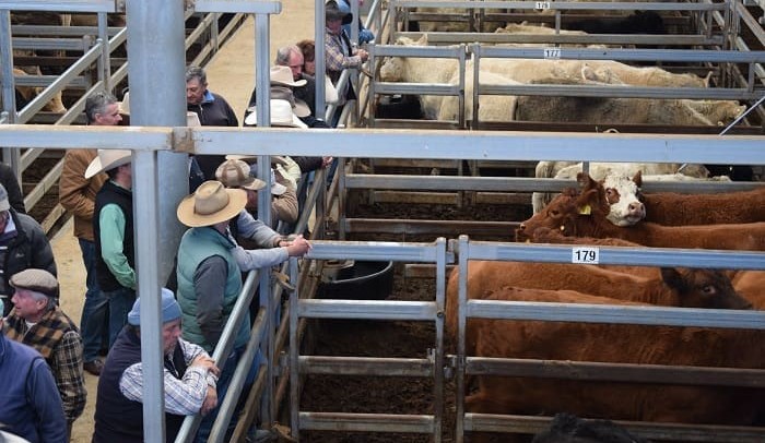 Where can I buy some replacement steers or heifers?