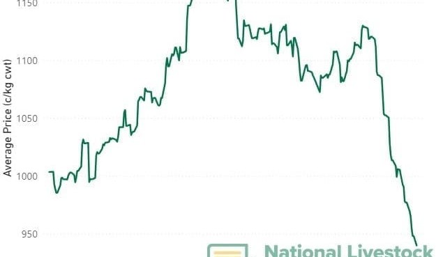 Is the current cattle price decline as alarming as it first appears?
