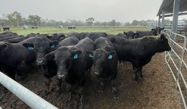 Angus bull breeding a new focus for retired processing executive, Warren Stiff