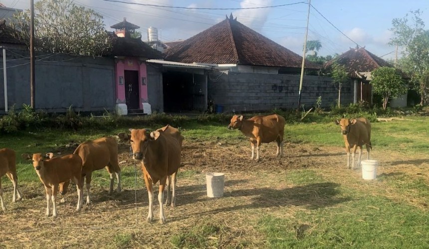 Laporan Pasar : Industri Daging Sapi Asia Tenggara