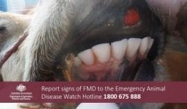 FMD ‘uncontrolled’ in Indonesia as higher biosecurity fines mooted