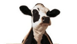 It’s Cow Appreciation Day