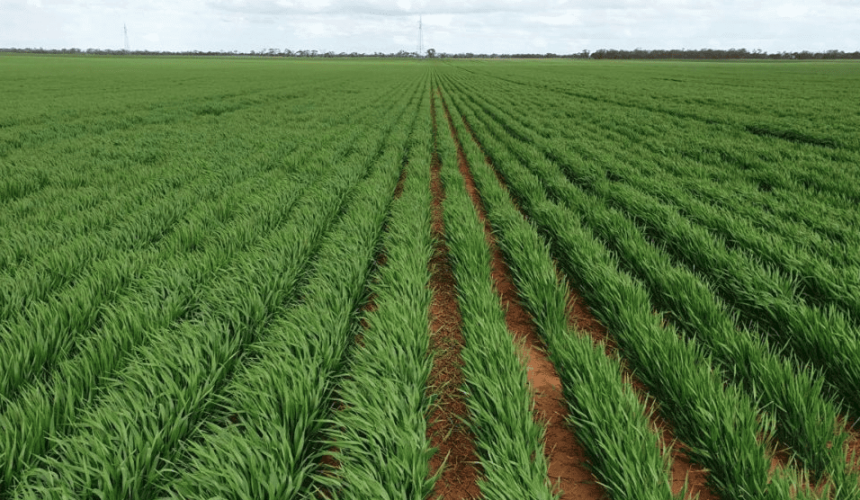 Feedgrain Focus: South firms, north steadies