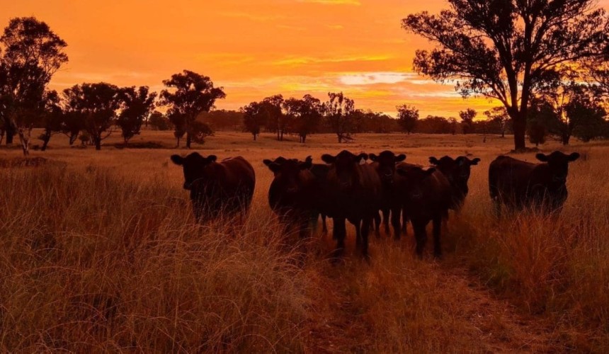 Weekly property review: Is the gloss coming off southern Australian property market?