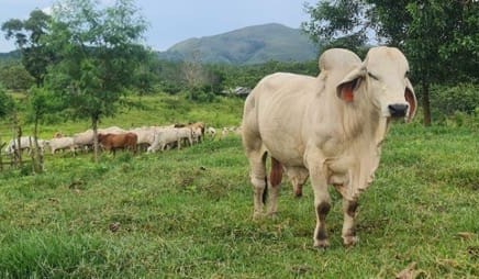 FMD: Breed and weight are critical to cattle survival in Indonesia