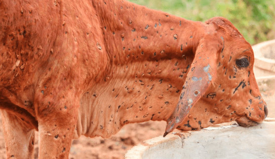 FMD and LSD could mean a $1b hit to regional Qld, report