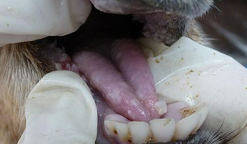 Aus announces one million FMD vaccination doses for Indonesia