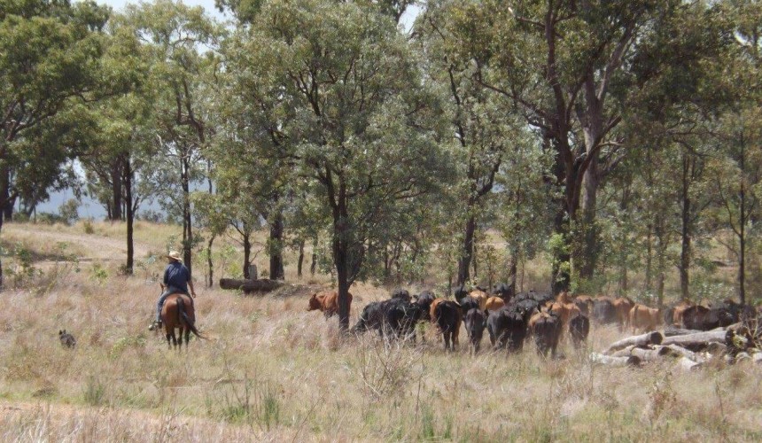 QLD beef producers first to adopt environmental accounting framework
