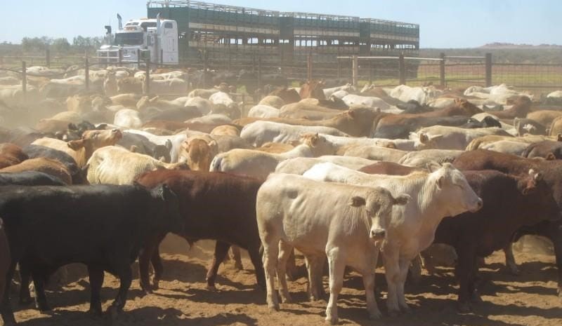 AuctionsPlus offerings collapse to only 5153 head