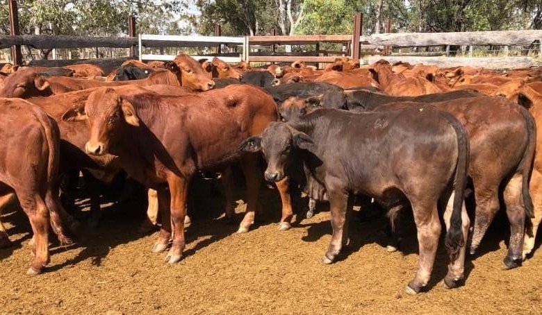 Heavier steers lift, while lighter lines ease in larger 9692 head online offering