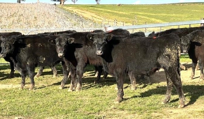 AuctionsPlus numbers plunge to 7840 head, pushing most prices higher after weeks of falls