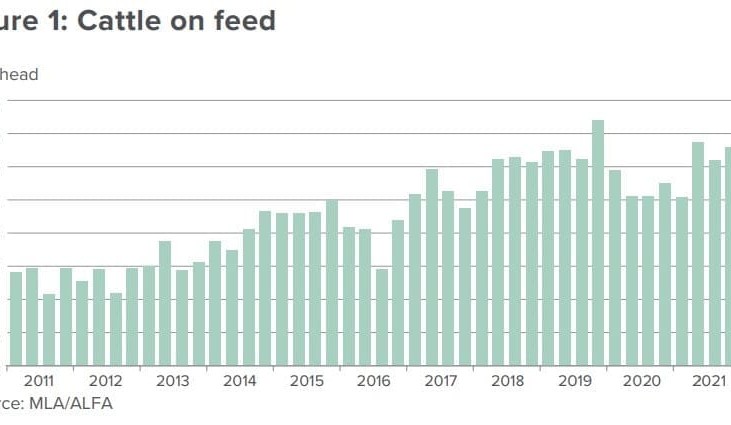 Cattle on feed numbers ease 6pc in June quarter