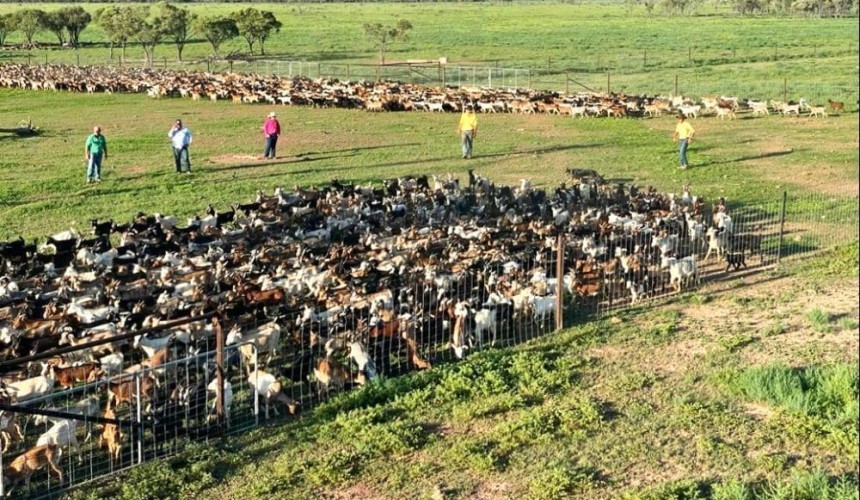 CPC and ACC move into goat diversifications